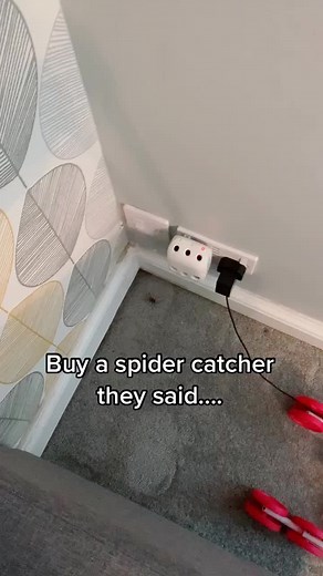 How do I find this beastie now 🥺 #fyp #foryou #spider #scary #follow #11k #failed #mustsee #viral #smallchannelchampions #myttpetfam #surprise