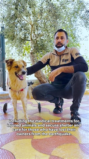 Happening now, Syria, 12.3.2024: IFAW has delivered aid to our partner, House of Cats Ernesto, in Syria, after their veterinary clinic was once again damaged by a recent nearby bombing. House of Cats Ernesto, already well-known for their incredible work, continues to serve as a beacon of hope for animals amidst devastation. The media accompanying this release is not from this most recent bombing but was taken in 2023. That year, House of Cats Ernesto was impacted by an explosion caused by a near