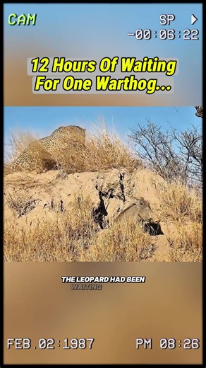 12 hour of waiting for one warthog. #wildaninals #animals #fyp | warthogs