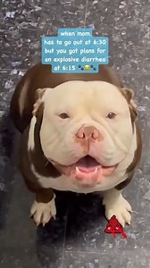 not the explosive diarrhea!!! 🐾🤢🐾#pet #cute #love #funny #followus #fyp | Glasses the Bully