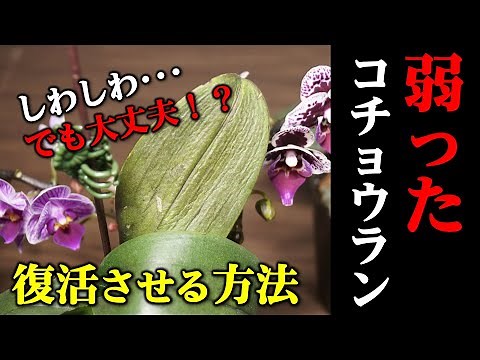 【知らなきゃ損！】弱った胡蝶蘭を復活させる方法【観葉植物レスキュー】【洋蘭の育て方】