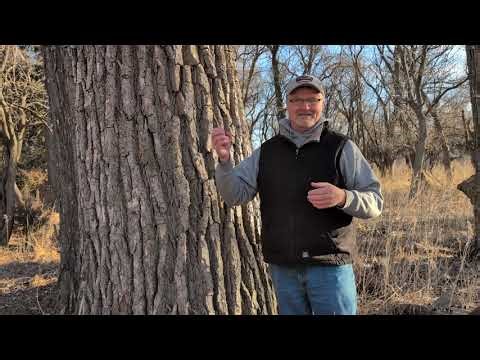 Farmstead Forest: Cottonwood trees are giants on the farm