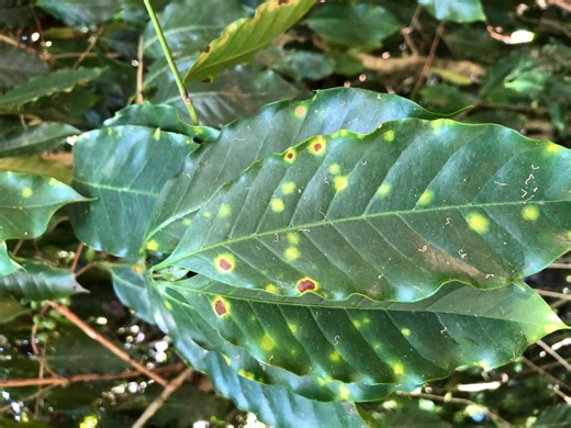 Hawai‘i Coffee Association’s free Coffee Leaf Rust Webinar Series continues Nov. 9 | Big Island Now