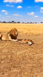 A Bison Slams a Lion to Protect Its Calf | MGTC Farming