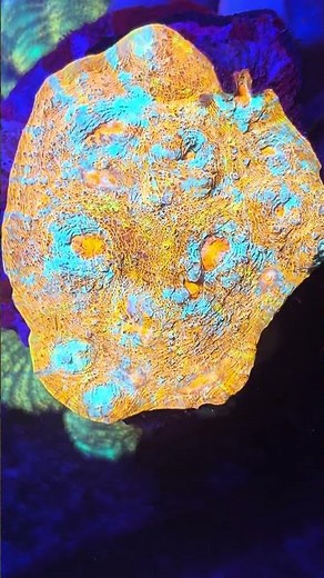 Blue Gold Chalice Coral – Stunning LPS Coral for Reef Tanks 🌊💎 #aquarium #reeftank #ChaliceCoral