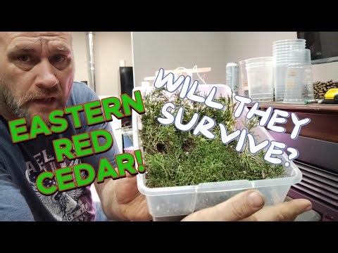 How to Propagate Eastern Red Cedar Trees (part 1)