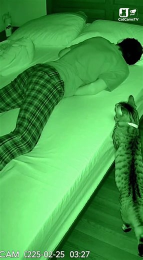 Night Vision CCTV: Cat Physically Stops Teen From Rolling Off Bed Mid-Sleep | AI Short 🐾⚠️ #Shorts