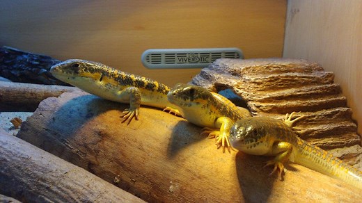 Berber Skink Care Guide