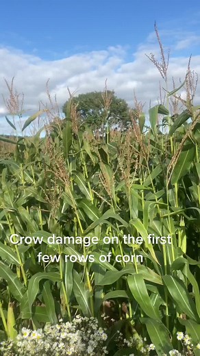 Protecting Your Corn Crop from Crows: Farming Tips