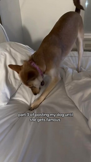 my dingy dingo. #rescue #dog #rescuedog #dingo