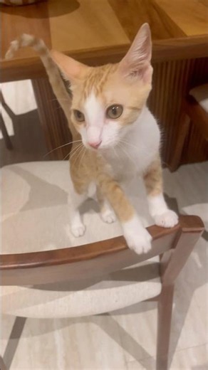 Play this sound and your cat will come cuddle #cat #kitten