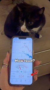 The equivalent of a subway train passing 🚇 Continued exposure can lead to hearing damage! This will explain why I am actually going deaf! 16 years of hooting and hollering 📣🗣️ Wouldn’t change a thing though 💕 #loudcat #meow #catsofinstagram #catsdaily #cat | Sir Arthur Meows