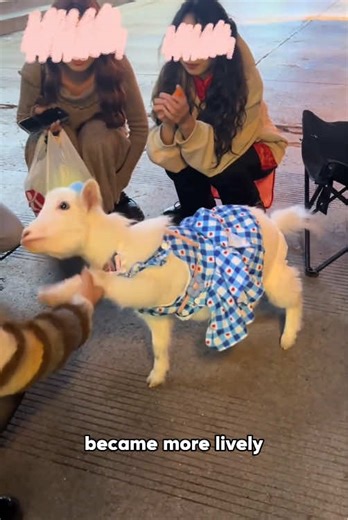 Abandoned Lamb with Dwarfism Finds Rescue