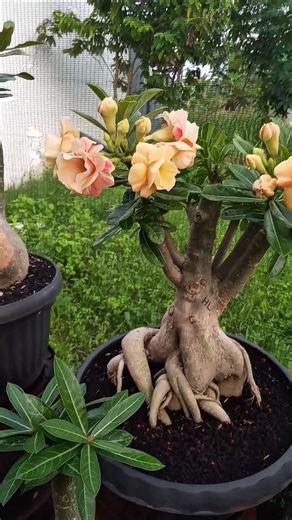 Adenium Grafting Growth is Increasingly Fertile 😍