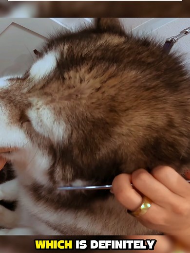 #dog #dogsoftiktok #groomersoftiktok #doggrooming #fyp