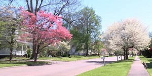 Dogwood-Azalea Festival preps underway