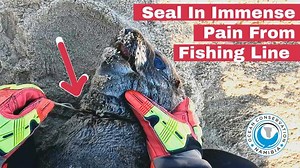 8.1K views · 593 reactions | Overgrown fishing line is unfortunately...