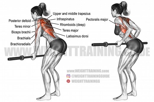Underhand Yates row exercise guide and video | Weight Training Guide