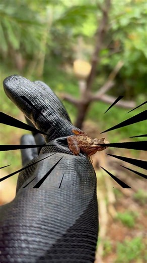 Screaming Toad 🐸 Kodok Menjerit