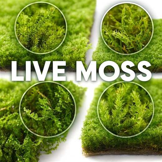 Natural Live Moss Variety Pack – DIY Crafts, Miniature Scenery - Etsy
