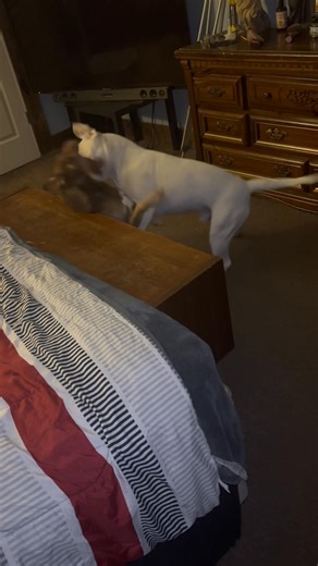 Late night shenanigans, every time they come in from going potty caino persistently tries to grape poor blue, bluey has learned to fight back 🤣😭 | Tiffany Stevens