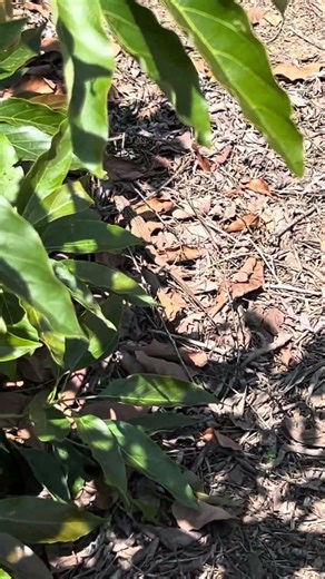 Blunt nosed leopard lizard