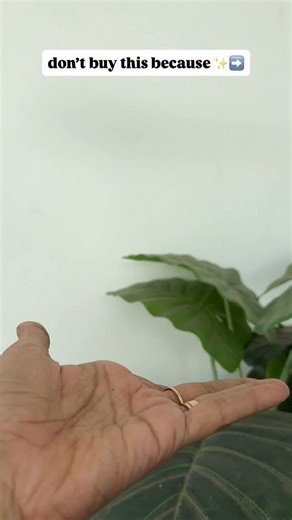 Shrishti Jewels on Instagram: "₹550 free shipping product code : coin palakka 📩 Comment for link 🔗 🔗 www.shrishtijewels.in | Shrishti Jewels | Gold Necklace | Traditional Jewellery | Jewellery Reel | Bridal Jewellery | Ethnic Jewellery | Bridal Collections | Ethnic Collections |"