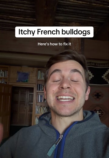They’ll all say it’s not fixable without drugs. They’re wrong. #dogsoftiktok #frenchie #bulldog #itchydog