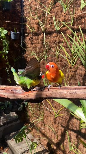 #garden #aviary | The Green Juan Garden Aviary