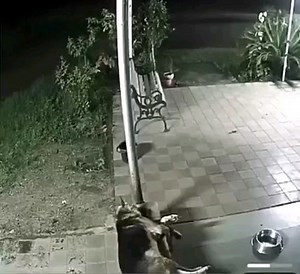 ʜᴀᴍɪᴅ ʜᴀᴢᴢᴀ on Instagram: "Cheetah attacks dog "