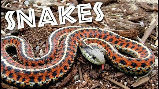 All About Snakes for Kids: Learn about Snakes for Children