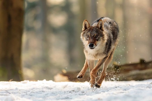 Wolf Poop: Everything You've Ever Wanted to Know