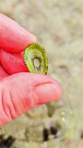Limpet shell Playa del Carmen Mexico tropical Caribbean Sea tidal pool beach find #explore #nature