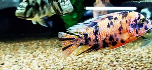 13K views · 799 reactions | We have nice OB Peacocks and Venustus x Livingstoni hybrids that just arrived  | Jason's Plecos & Cichlids LLC | Facebook