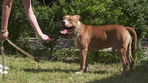 Young girl training her american staffordshire terrier dog. Owner teaches the pit bull dog giving paw. Teen girl and amstaff white brown color have fun together on grassy lawn in the garden.
