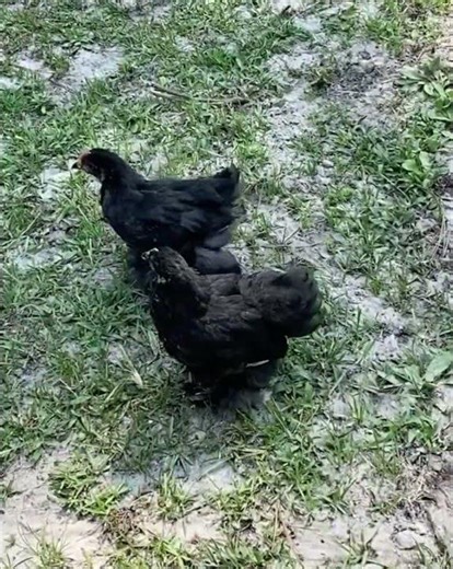 Two Tiny Bantam Chickens Living Their Best Life #bantamchickens #farmlife #backyardbirds #shorts
