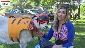30K views · 58 reactions | Meet Mr. Mayhem, the paddle boarding goat. He likes to get out and do activities with his owner Alyssa Kelley a Boise resident who thought it would be a fun activity to try with her adventurous goat. https://bit.ly/2Ds6vcj | The National Desk - TND | Facebook