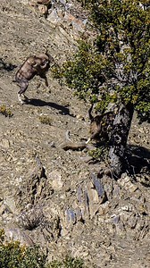 3M views · 30K reactions | The largest and the baddest goat! #goats #goatsofinstagram #wildlifephotography #wildlife #wildlifeplanet #naturelovers #Markhor | Rewild with ABD | Facebook