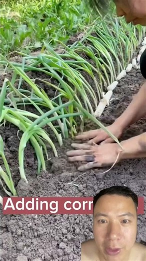 🧅 Grow Green Onions Like This and Triple Your Harvest!