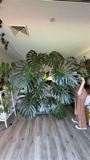 She's a piece of work, but she doesn't disappoint. 💚🌿💚🌿💚 Happy #MonsteraMonday 🎥 by @plantwithsoph #urbanjunglebloggers | Urban Jungle Bloggers