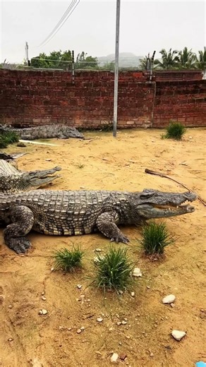 Nature's bite-sized history lesson 🐊 #CrocFarm #EducationalFun #WildlifeLearn