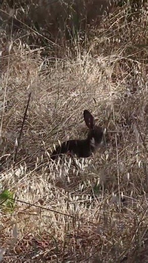 European Rabbit Hopping Away #rabbits #wildlife #nature