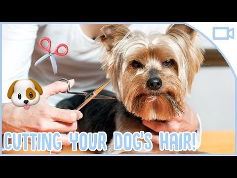 How to Cut Your Dogs Hair at Home!