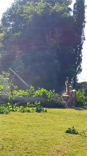 Tree Services Work _ #viral #treework #treeremoval #arboleros #arborist #woodworking #charlottenc #foryou #tiktok-001 | Daily Tree