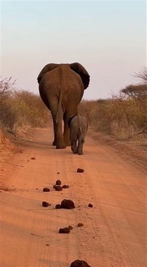 Baby Elephant Stops the Whole World to Poop 😂🐘