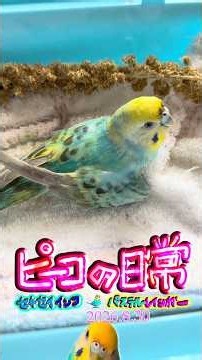 ピーコの日常〜8.30カバレフスキー🎻組曲道化師のギャロップ🦜✨💖✨