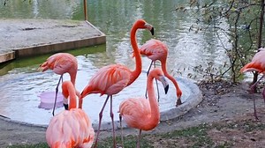 Group Pink Flamingos Turns Their Heads Stock Footage Video (100% Royalty-free) 1061694931 | Shutterstock