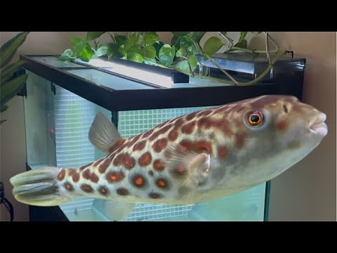 NEW CROSS RIVER AND MBU PUFFER FISH 😱😱😱😱 #pufferfish