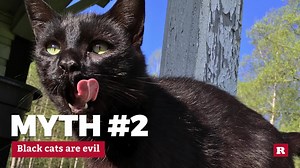157K views | There have been myths for years that black cats are evil. These FACTS may surprise you!   GET EVEN FURRIER ==> on.rare.us/animals | The Crowd | Facebook