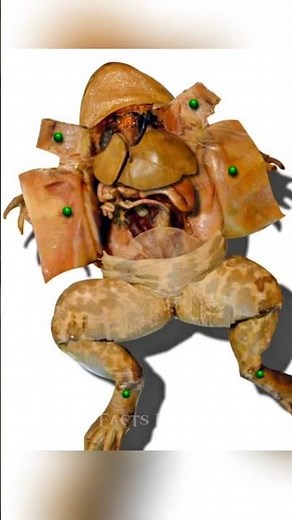 Why Always Frog in Biology? #facts